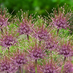 Load image into Gallery viewer, Allium ‘Schubertii’ - 4 Bulbs
