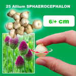 Carica l&#39;immagine nel visualizzatore Galleria, Allium sphaerocephalum - 25 Bulbi
