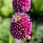 Carica l&#39;immagine nel visualizzatore Galleria, Allium sphaerocephalum - 25 Bulbi
