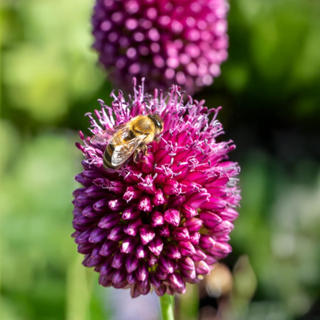 Allium sphaerocephalum - 25 Bulbi