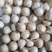 Allium sphaerocephalum - 25 Bulbs