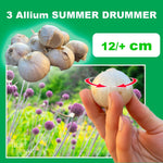 Carica l&#39;immagine nel visualizzatore Galleria, Allium &#39;Summer Drummer&#39; - 3 Bulbi
