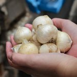 Carica l&#39;immagine nel visualizzatore Galleria, Allium &#39;Summer Drummer&#39; - 3 Bulbi
