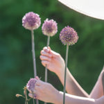 Carica l&#39;immagine nel visualizzatore Galleria, Allium &#39;Summer Drummer&#39; - 3 Bulbi
