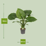 Load image into Gallery viewer, Alocasia gageana 'California' - Ø21cm - ↕80cm