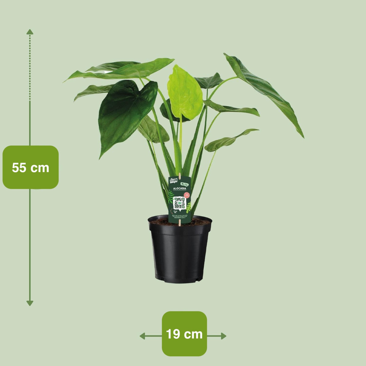 Alocasia cucullata (Elephant ear) - Ø19cm - ↕55cm