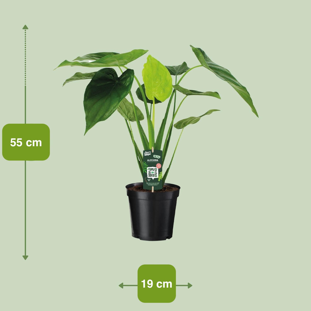 Alocasia cucullata (Elephant ear) - Ø19cm - ↕55cm