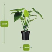 Alocasia cucullata (Orecchio d'Elefante) - Ø19cm - ↕55cm