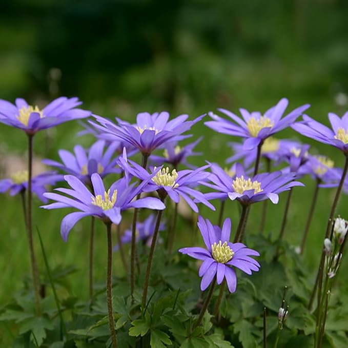 Anemone blanda 'Blue Shades' - 20 Bulbs