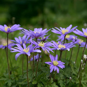 Anemone blanda 'Blue Shades' - 20 Bulbs