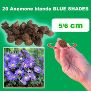 Anemone blanda 'Blue Shades' - 20 Bulbs