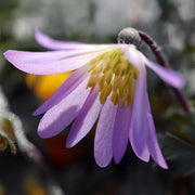 Anemone blanda 'Charmer' - 10 Bulbs