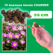 Anemone blanda 'Charmer' - 10 Bulbs
