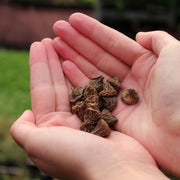 Anemone blanda 'Blue Shades' - 20 Bulbs