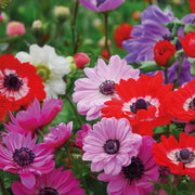 Anemone coronaria 'St. Brigid' Mixed - 15 Bulbs