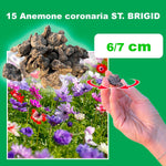 Load image into Gallery viewer, Anemone coronaria &#39;St. Brigid&#39; Mixed - 15 Bulbs
