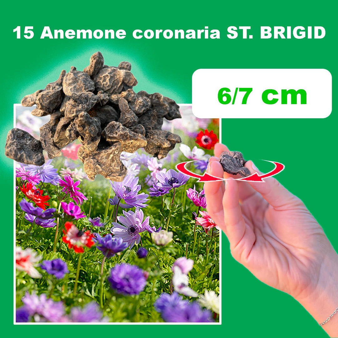 Anemone coronaria 'St. Brigid' Mixed - 15 Bulbs