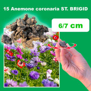 Anemone coronaria 'St. Brigid' Mixed - 15 Bulbs