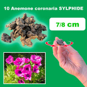 Anemone coronaria 'Sylphide' - 10 Bulbs