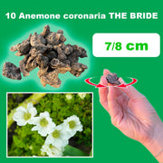 Anemone coronaria 'The Bride' - 10 Bulbs