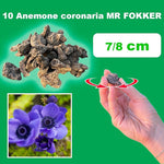 Load image into Gallery viewer, Anemone coronaria ‘Mr Fokker&#39; - 10 Bulbs
