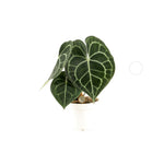 Load image into Gallery viewer, Anthurium clarinervium - pot 12cm height 30cm

