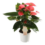 Load image into Gallery viewer, Anthurium andraeanum &#39;Pink Champion&#39; - pot 12cm height 40cm
