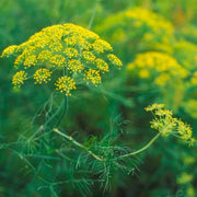 Aromatic Plant  Seed Kit - 5 Bags of Seeds (Classic Italian Basil, Dill, Wild Fennel, Sage, Marjoram)