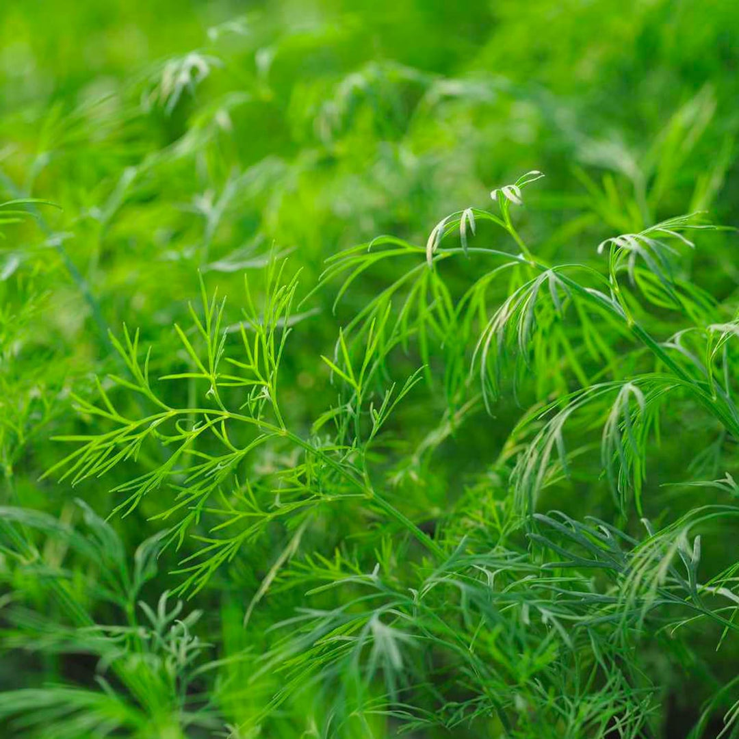 Aromatic Plant  Seed Kit - 5 Bags of Seeds (Classic Italian Basil, Dill, Wild Fennel, Sage, Marjoram)