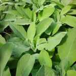 Load image into Gallery viewer, Aromatic Plant  Seed Kit - 5 Bags of Seeds (Classic Italian Basil, Dill, Wild Fennel, Sage, Marjoram)
