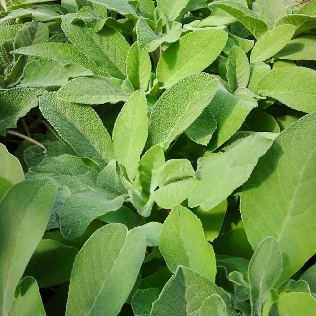 Aromatic Plant  Seed Kit - 5 Bags of Seeds (Classic Italian Basil, Dill, Wild Fennel, Sage, Marjoram)