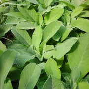 Aromatic Plant  Seed Kit - 5 Bags of Seeds (Classic Italian Basil, Dill, Wild Fennel, Sage, Marjoram)