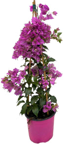 Load image into Gallery viewer, Bougainvillea sanderiana 'Piramide' - Ø17cm - ↕70cm