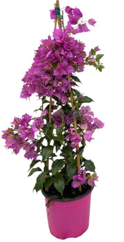 Bougainvillea sanderiana 'Piramide' - Ø17cm - ↕70cm