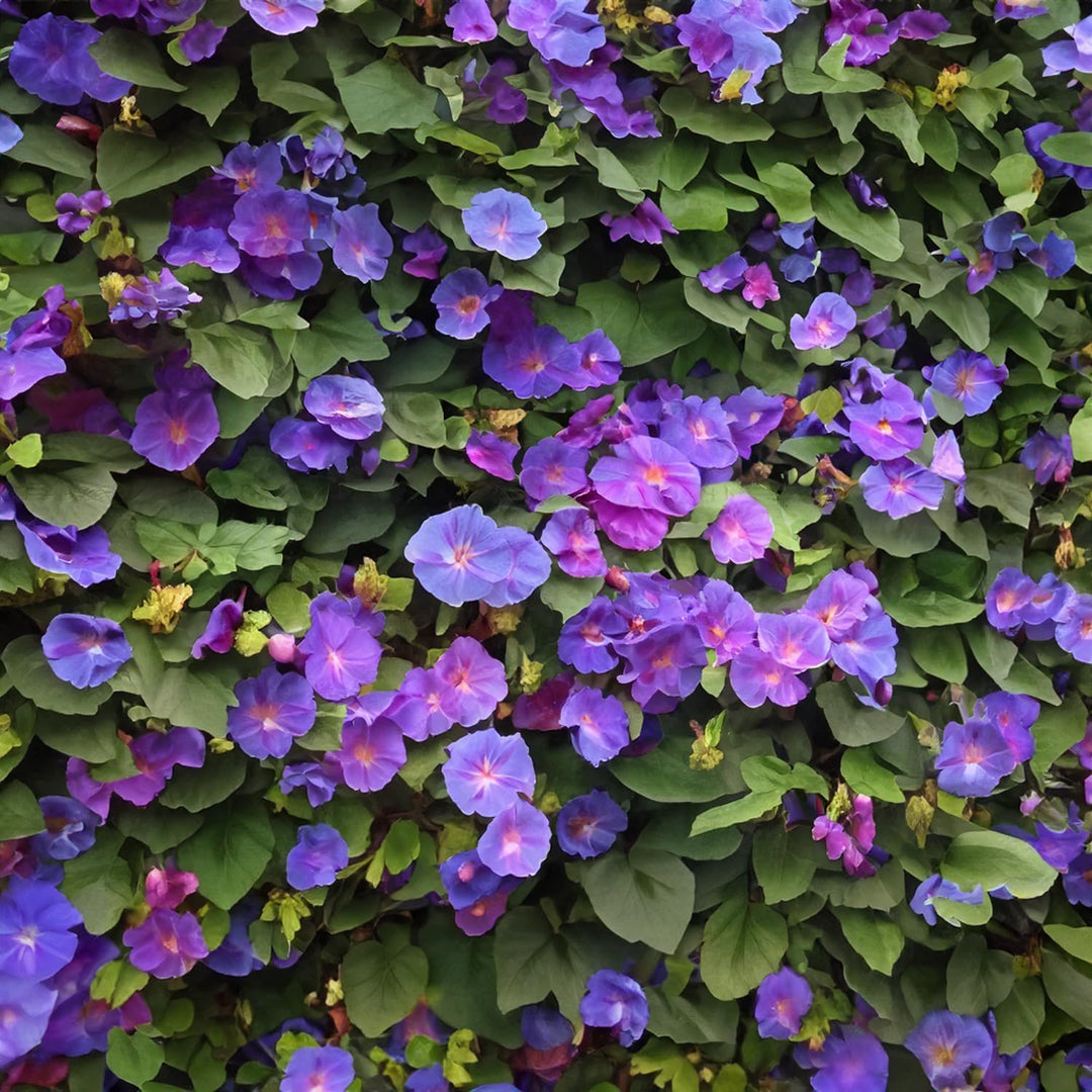 Climbing Plant Seeds Kit - 5 Seed Bags (Wisteria, Climbing Strawberries, Passion Flowers, Loofah, Blue Morning Glory)