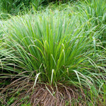 Load image into Gallery viewer, Peculiar Plant SEEDS KIT- 5 Bags SEEDS (Cape Gooseberry-Physalis peruviana, Lemongrass-Cymbopogon, Cotton Plants-Gossypium, Mexican Mini Cucumber, Sensitive Plant (Mimosa Pudica)
