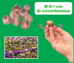 Load image into Gallery viewer, Crocus chrysanthus ‘Fuscotinctus’ - 15 Bulbs
