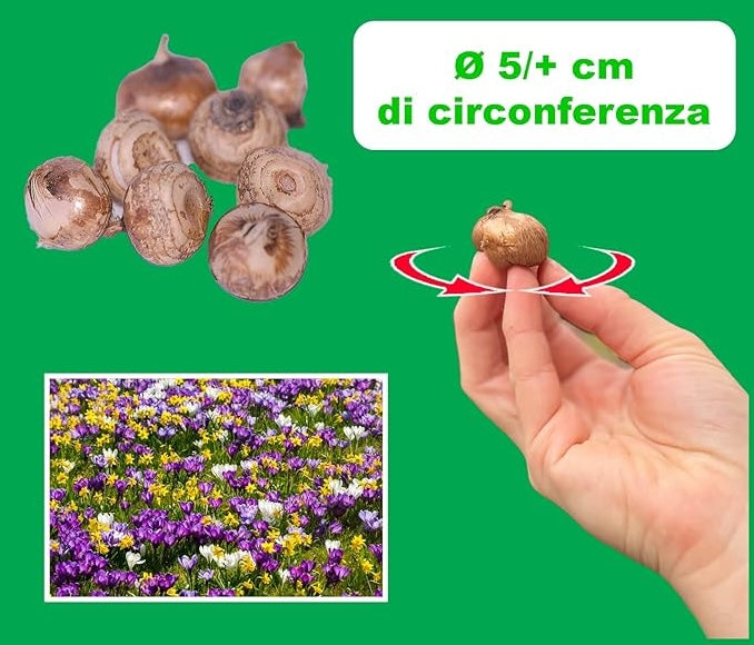 Crocus chrysanthus ‘Fuscotinctus’ - 15 Bulbs