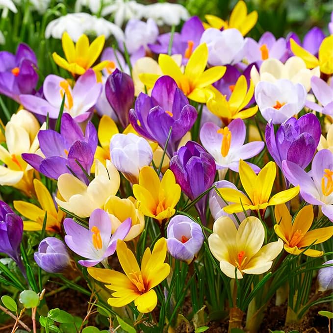 Crocus vernus, MIXED - 10 Bulbs