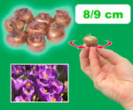 Load image into Gallery viewer, Crocus vernus &#39;Grand Maître&#39; - 10 Bulbs
