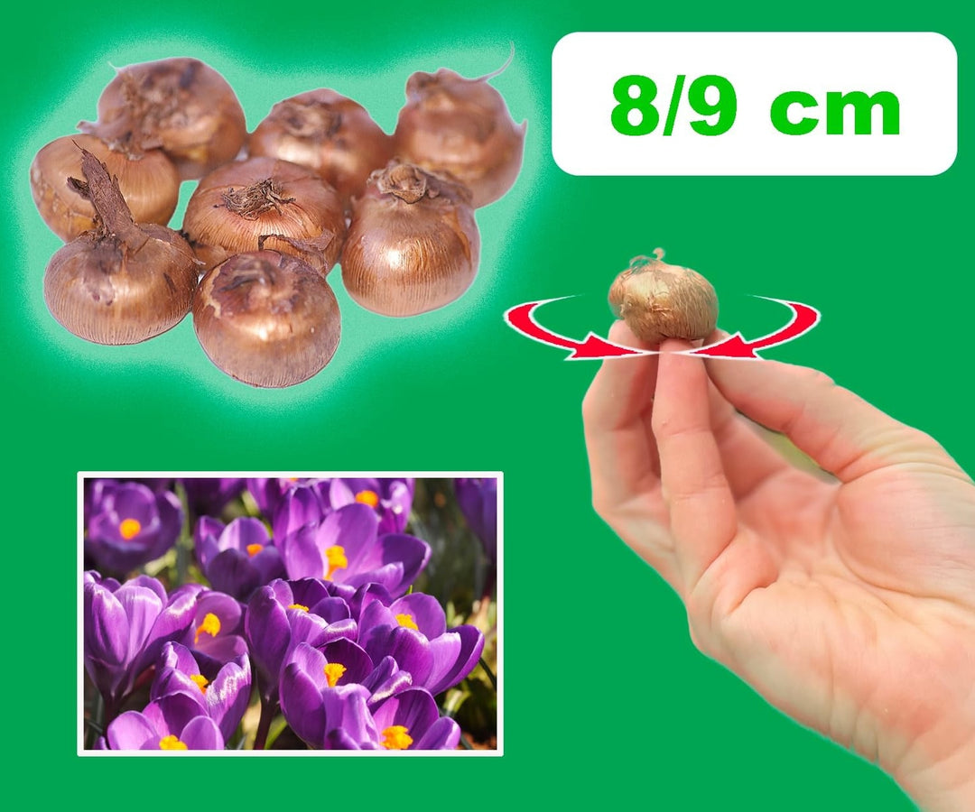 Crocus vernus 'Grand Maître' - 10 Bulbs