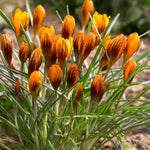 Load image into Gallery viewer, Crocus &#39;Orange Monarch’ - 10 Bulbs
