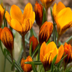 Load image into Gallery viewer, Crocus &#39;Orange Monarch’ - 10 Bulbs
