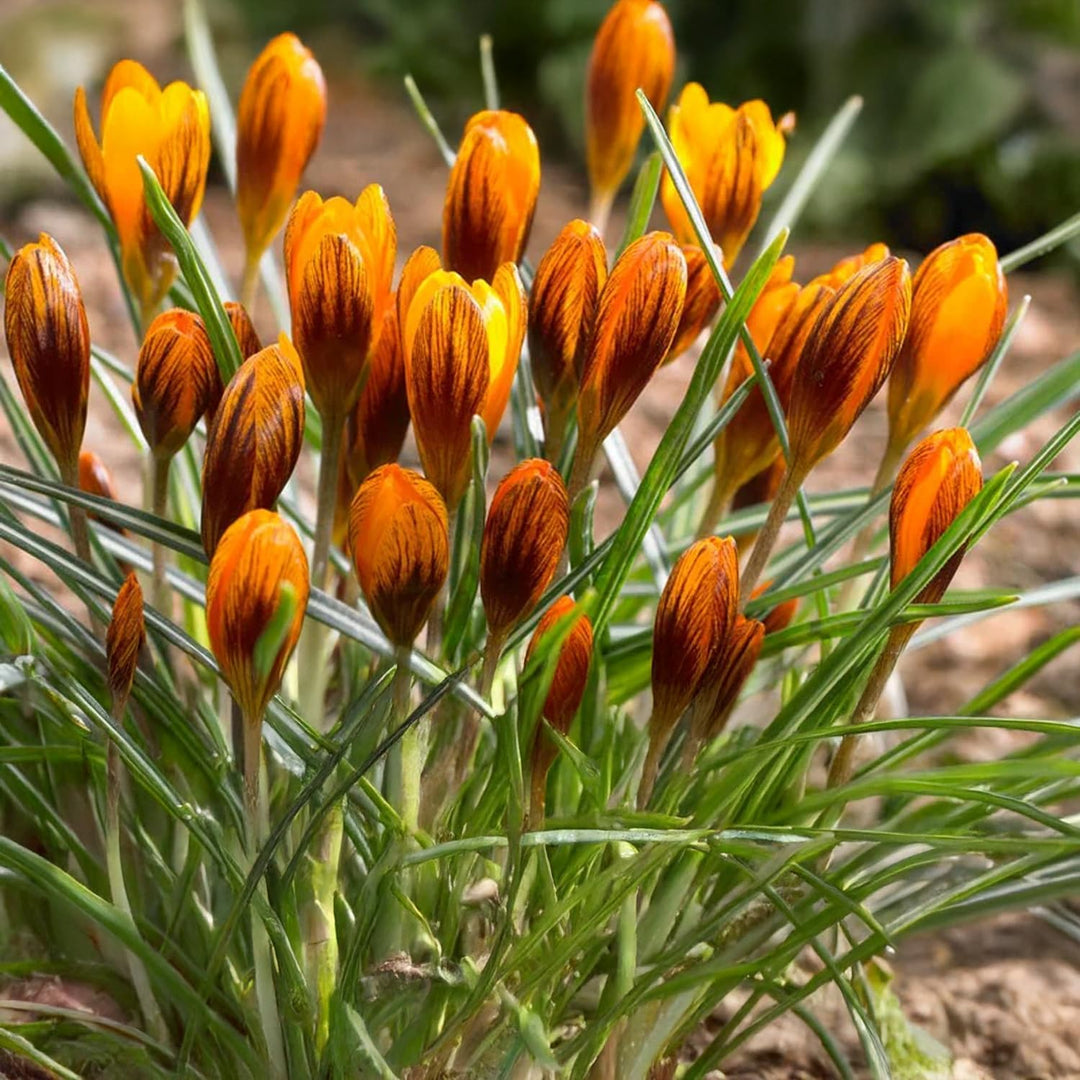 Crocus 'Orange Monarch’ - 10 Bulbs