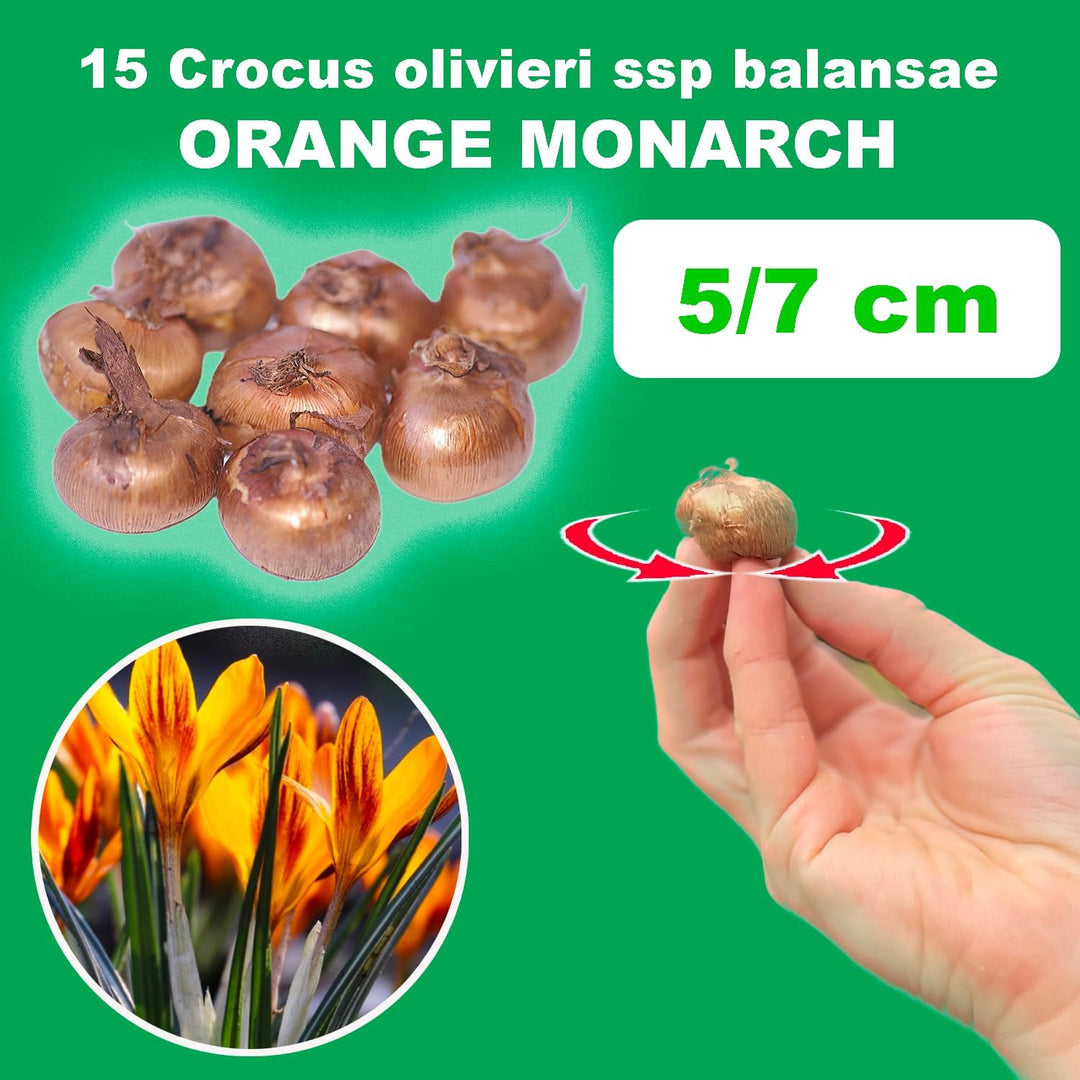 Crocus 'Orange Monarch’ - 10 Bulbs