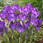 Load image into Gallery viewer, Crocus tommasinianus &#39;Ruby Giant&#39; - 15 Bulbs
