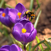 Crocus tommasinianus 'Ruby Giant' - 15 Bulbs