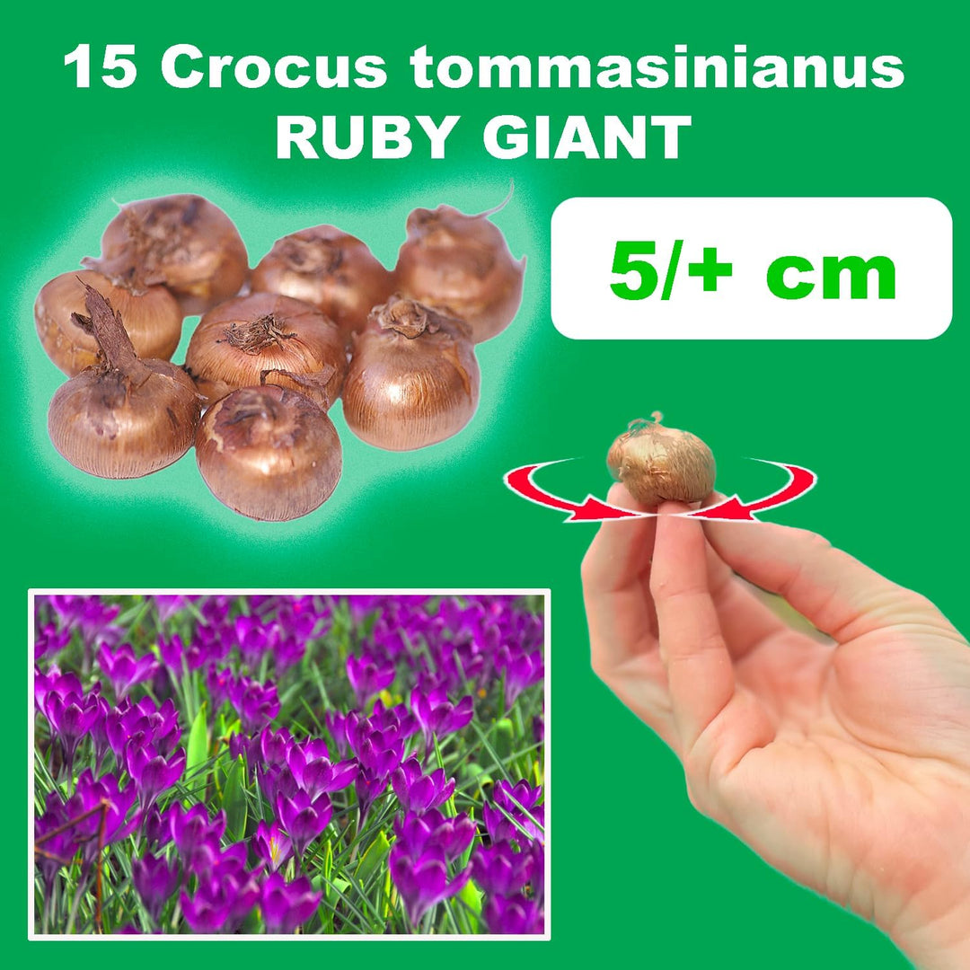Crocus tommasinianus 'Ruby Giant' - 15 Bulbs