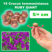 Crocus tommasinianus 'Ruby Giant' - 15 Bulbs