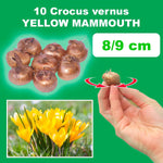 Load image into Gallery viewer, Crocus &#39;Yellow Mammouth&#39; - 10 Bulbs
